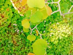 -石家庄市植物园