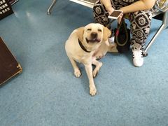 -北京赛佳动物医院