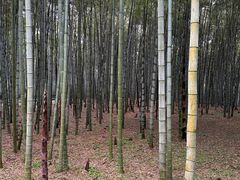 -杭州植物园