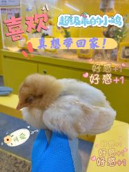 -神奇动物撸宠馆·羊驼·小浣熊·异宠(豫园店)