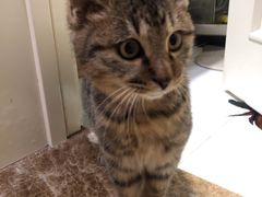 -美联众合动物医院(·中兽医·疑难杂症·严家桥分院)