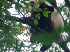 -中国大熊猫保护研究中心雅安碧峰峡基地