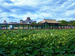 -莲花池公园