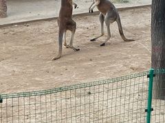 -石家庄市动物园