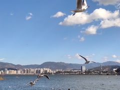 -洱海月湿地公园