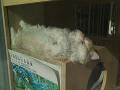-PETKIT 小佩宠物·德文赛凯猫舍