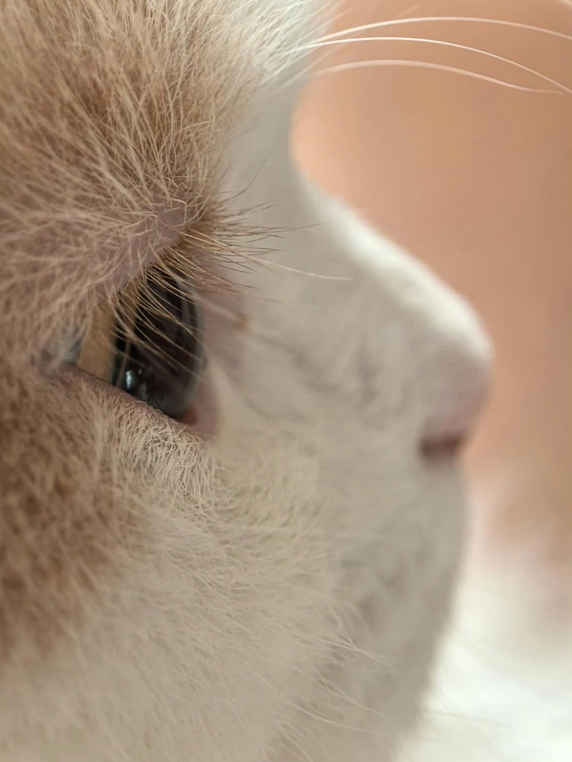 小猫咪的绝美侧颜