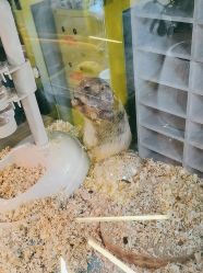 -神奇动物撸宠馆·羊驼·小浣熊·异宠(豫园店)