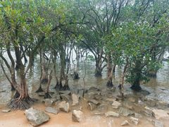 -宝安西湾红树林湿地公园