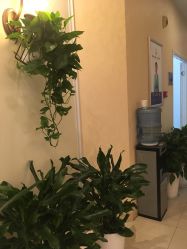 -碧莲盛·不剃发植发