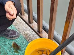-重庆彩云湖湿地公园
