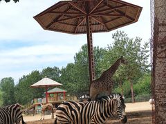 -大连森林动物园