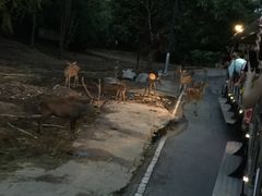 -清迈夜间动物园