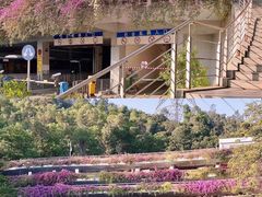 -深圳仙湖植物园