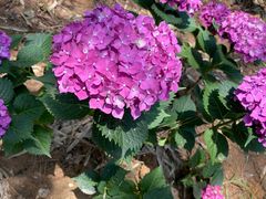 -大塘金香草谷
