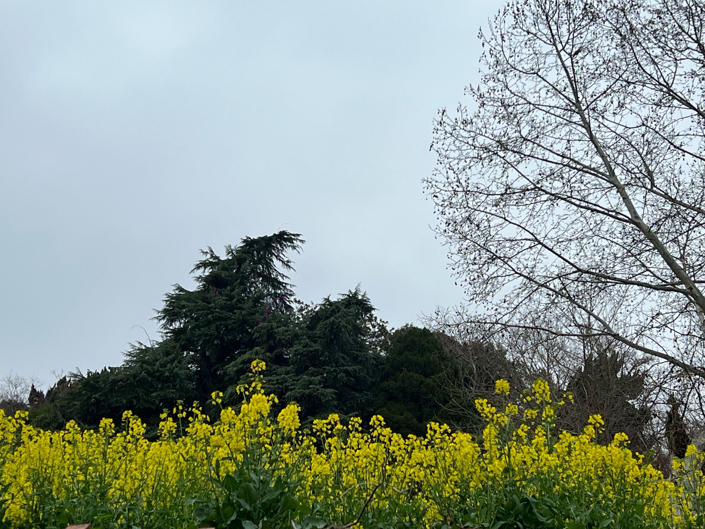 菜花甲鱼正当时,肥美!