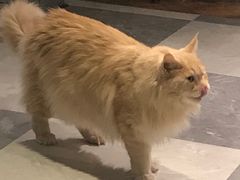 -猫小院猫主题餐厅(三里屯店)