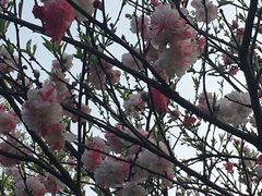 -桃花岛景观公园