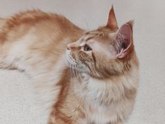 -藏猫猫咖啡主题馆(中央大道店)