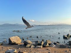-深圳湾公园(南山区)