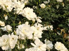 -人民公园(罗湖区)