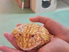 -藦茜花园宠物主题亲子互动体验馆(国顺东路店)