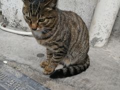 -老妈宫粽球