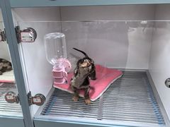 -萌宠之家·腊肠犬·马尔泰·小体犬舍