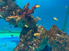 -海合安武汉极地海洋公园