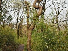 -上海佘山国家森林公园西佘山园