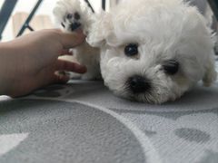 -宠爱国际动物医院· 猫科· 外科·中兽医(长白店)