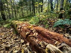 -五营红松林海景区