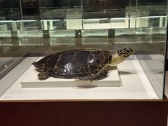 -青岛贝壳博物馆