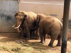 -西霞口神雕山野生动物世界