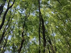 -铁山坪森林公园