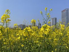 -洋湖国家湿地公园