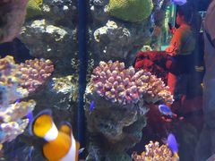 -暹罗海洋世界