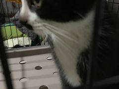 -宠福鑫康馨动物医院·骨科·眼科