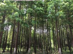 -日照海滨国家森林公园