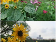 -深圳市中科院仙湖植物园