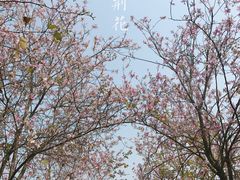 -天适樱花悠乐园