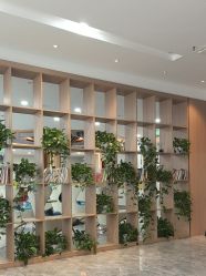 -碧莲盛·不剃发植发