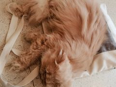 -飞行喵MR PILOT|猫舍·猫咖(静安大融城店)