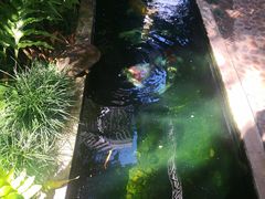 -Fern Forest Cafe