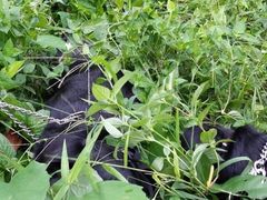 -武吉知马自然保护区