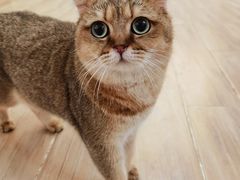 -李小姐の猫咖啡馆(五角场店)