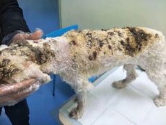 -佳怡动物医院·平价24小时·猫专科骨外科