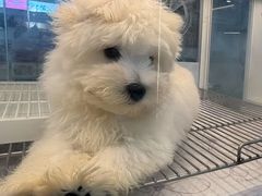 -翊宠yipet猫狗购宠庄园犬舍•猫舍