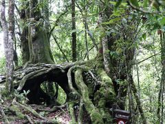 -云南屏边大围山国家公园