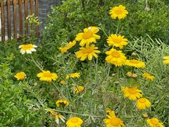 -CoCo都可(南京珠江路店)